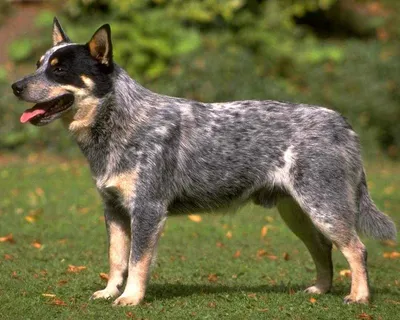 Австралийский хилер (Australian Cattle Dog) - это выносливая, умная и  трудолюбивая порода собак. Фото, описание и отзывы.