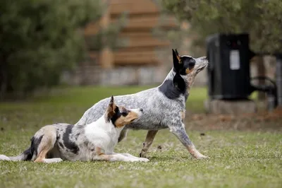 Щенок австралийской пастушьей собаки на улице. порода собак голубой хилер.  щенки на заднем дворе | Премиум Фото