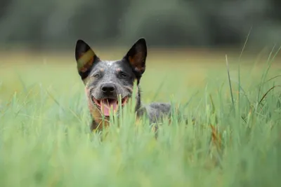 Пропала собака в Балашихе: австралийский хилер Яшма, серый, 1 год. |  Pet911.ru