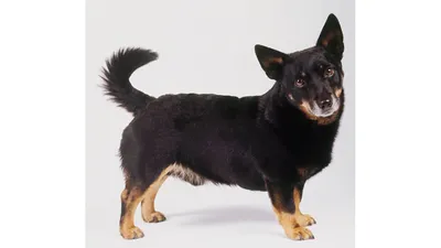 Австралийский хилер - pet-dog.ru