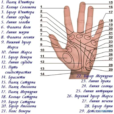 Линия брака на руке: где находится и какое значение имеет