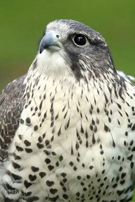 Gyrfalcon