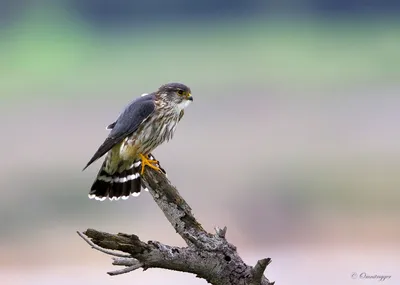 Хищные птицы Приморского края (57 фото)