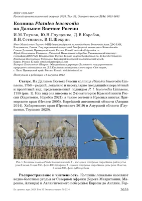 КОЛПИЦА PLATALEA LEUCORODIA НА ДАЛЬНЕМ ВОСТОКЕ РОССИИ – тема научной статьи  по биологическим наукам читайте бесплатно текст научно-исследовательской  работы в электронной библиотеке КиберЛенинка