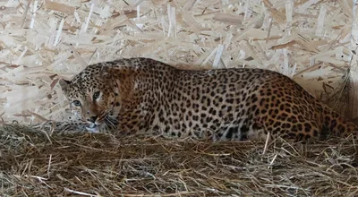 Леопард Великоросс после сна — Фото №244620