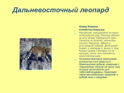 Казахстанский орнитологический бюллетень 2005 by Dmitriy Denisov - Issuu