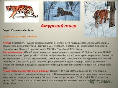 Набор наклеек РУЗ Ко Животные Австралии 75 Нт18п по цене 95 ₽/шт. купить в  Владивостоке в интернет-магазине Леруа Мерлен