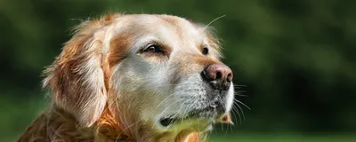 Хламидиоз у собак - симптомы, диагностика и лечение