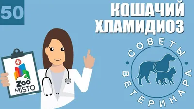 Зеленый кал у собаки: почему изменился цвет стула и лечение