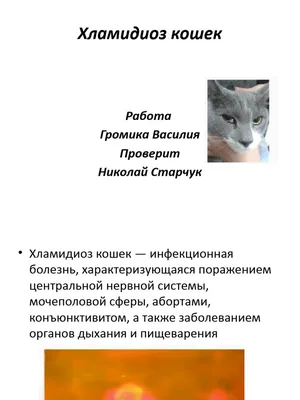 АРБИМЕКТИН таблетки для собак крупных пород, 6 таб. купить в Новосибирске с  доставкой в интернет-магазине ЗооСАТ