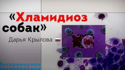 Синдром сухого глаза у собак - симптомы и лечение сухого кератоконъюнктивита