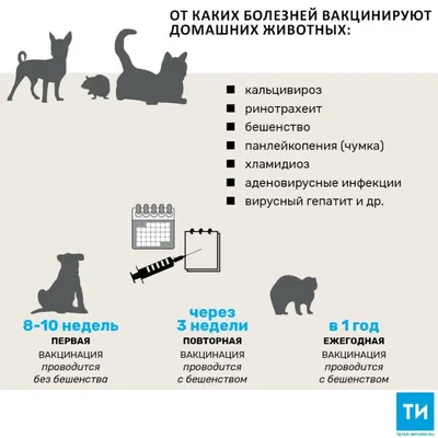 Распространенные заболевания у собак — Purina ONE®