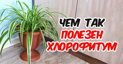 Польза хлорофитума: 7 причин завести его | СО ВКУСОМ 🍽 | Дзен