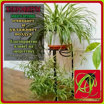 Хлорофитум кучерявый бонни многолетник (саженец) - купить с доставкой по  выгодным ценам в интернет-магазине OZON (1180268790)