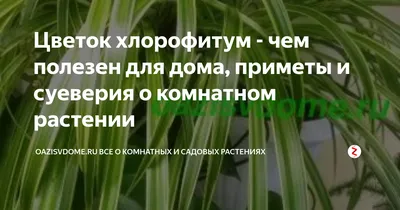 Польза комнатных растений для человека — Бобруйский новостной портал  Bobrlife