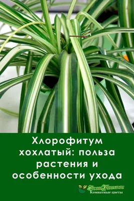 Хлорофитум хохлатый: польза растения и особенности ухода | Растения, Сад на  балконе квартиры, Маленькие сады