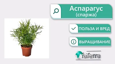DIM.RIA – 11 растений, которые наполнят ваш дом кислородом