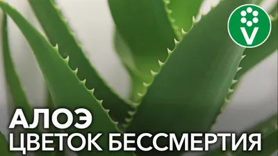 Полынь. Вред или всё же польза? | Гавриш