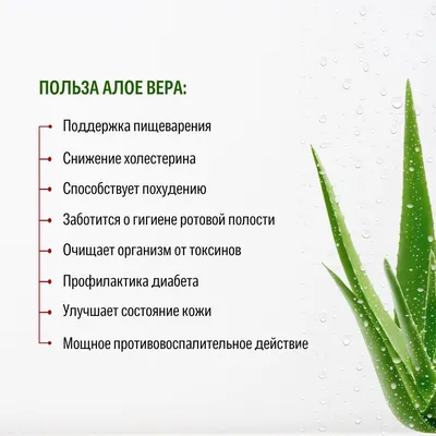 Укроп! Польза и применение, неприхотливость и выгода | Гавриш