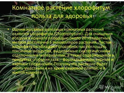 Укроп: польза и вред для здоровья мужчин, женщин, детей
