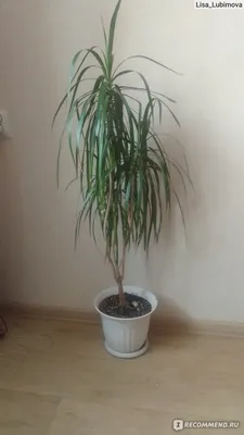 Здоровье - Названо растение, очищающее кровь от холестерина  https://health.comments.ua/news/our-body/nazvano-rastenie-ochischayuschee-krov-ot-holesterina-665444.html  #здоровье #холестерин #растение #польза | Facebook