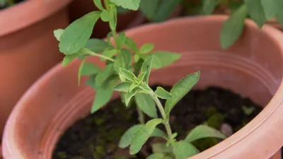 ROSALIFE Хлорофилл жидкий пищевой