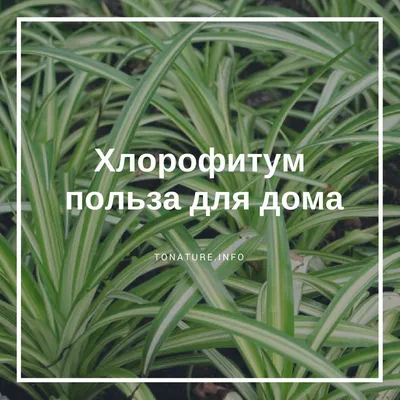 Хлорофитум — польза для дома | выращивание, уход, размножение растений