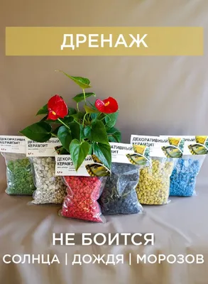 Презентация на тему: \"Домашние цветы: польза или вред? Тимофеева Дарья,  ученица 8 класса. БОУ «Андреевская ООШ»\". Скачать бесплатно и без  регистрации.