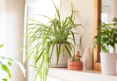 Топ полезных комнатных растений: особенности, преимущества и советы по уходу