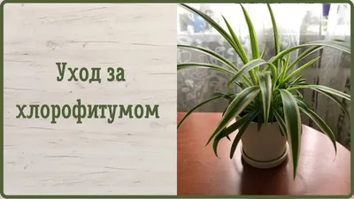 Цветок замиокулькас, уход в домашних условиях: как размножать, пересаживать  и поливать