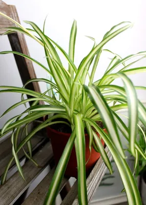 Хлорофитум (Chlorophytum) пестрый кучерявый — Рассада цветов и овощей.