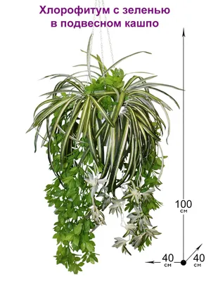 Хлорофитум Хохлатый Виттатум – Купить Хлорофитум Хохлатый Виттатум в Киеве  с доставкой