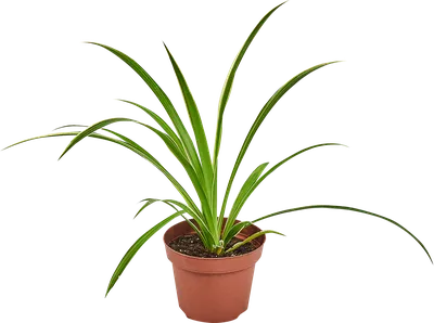 Хлорофитум хохлатый (Chlorophytum comosum)