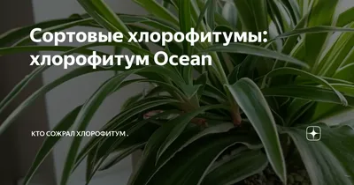 Хлорофитум Океан (Chlorophytum Ocean), Хохлатый, Лаксум, Vittatum: 50 грн.  - Кімнатні рослини Чернівці на Olx