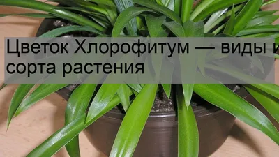 Цветок Хлорофитум — виды и сорта растения - YouTube