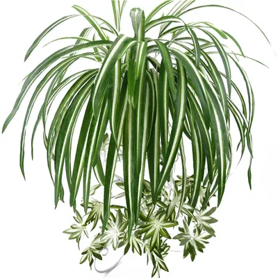 Искусственный хлорофилл, атласный цветок, Орхидея, растение, настенное  крепление, имитация ротанга, украшение для дома и сада | AliExpress