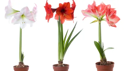 Это растение цветет только раз в году и испускает приятный аромат. Смотрите  видео - Hi-News.ru
