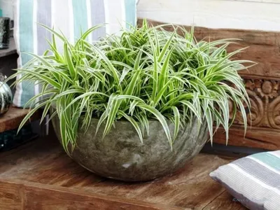 Хлорофитум в интерьере | Small indoor plants, Plants indoor design,  Houseplants low light