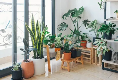 Флористические тренды — 2022: 9 комнатных растений, захватывающих наши  интерьеры — Roomble.com