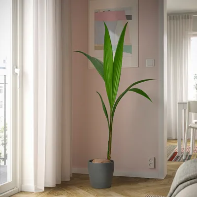 Домашние растения, которые увлажняют и чистят воздух | Vogue UA