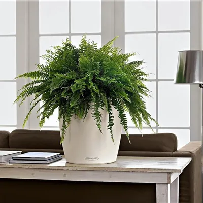 12 лучших домашних растений, чтобы оживить комнату | myDecor
