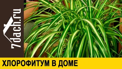 Живой декор и где ему обитать: простые решения для растений в интерьере —  PORUSSKI.me