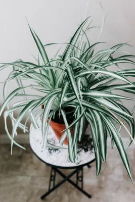 Растения в интерьере - хлорофитум | Александра Янина | Дзен
