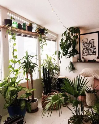 5 комнатных растений, которые очистят воздух в помещении - Recycle