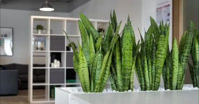 6 эффектных комнатных растений для маленькой квартиры | ivd.ru
