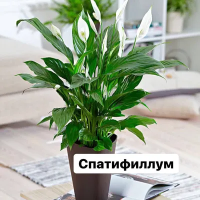 Сансевиерия - тропическое комнатное растение. Популярные виды :: myPlants