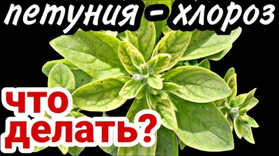 Хлороз на петунии.Спасаю петунию от хлороза.Как лечить.Чем обработать.Делаю  прищипку .Формирую куст. - YouTube