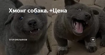 Собака!!!! Отдам в хорошие и добрые: Договорная ᐈ Собаки | Бишкек |  89746865 ➤ lalafo.kg