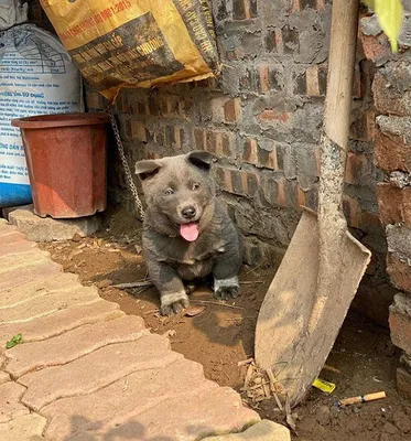 Куцехвостый хмонг собака - 74 фото