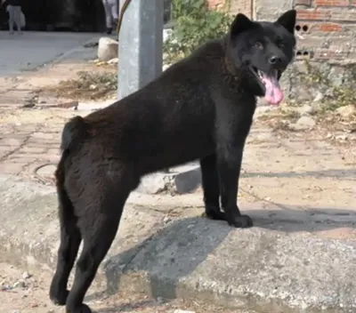Собака хмонг - 75 фото